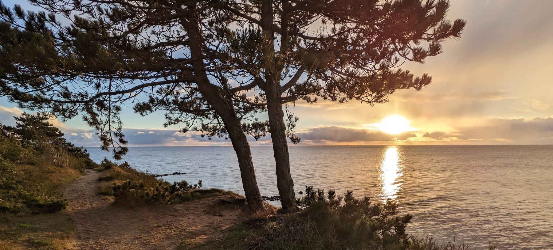 Sunset over the sea through pine trees